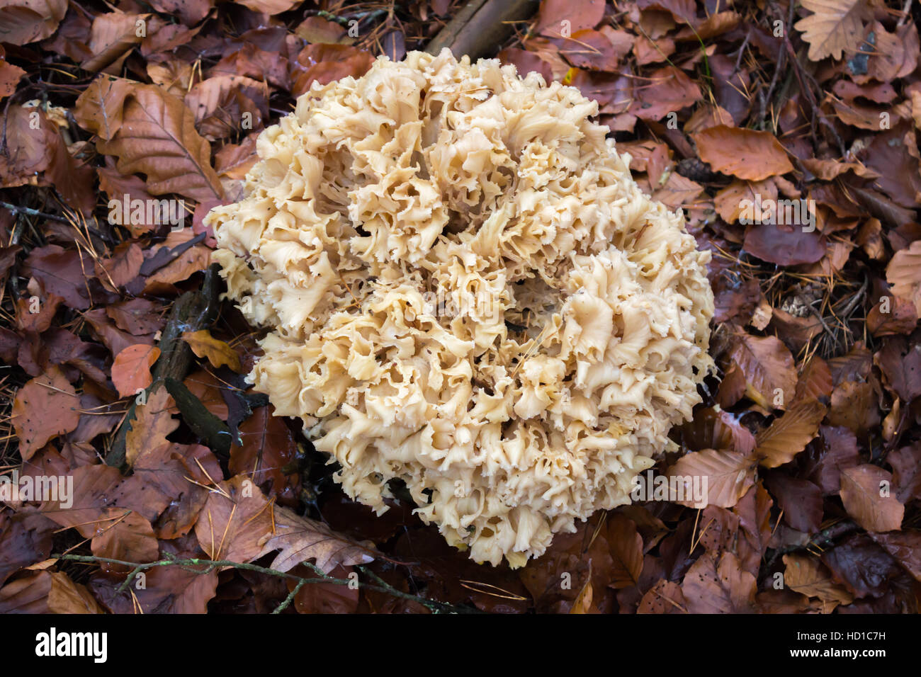 Un gros champignon qui ressemble à un chou-fleur Banque D'Images