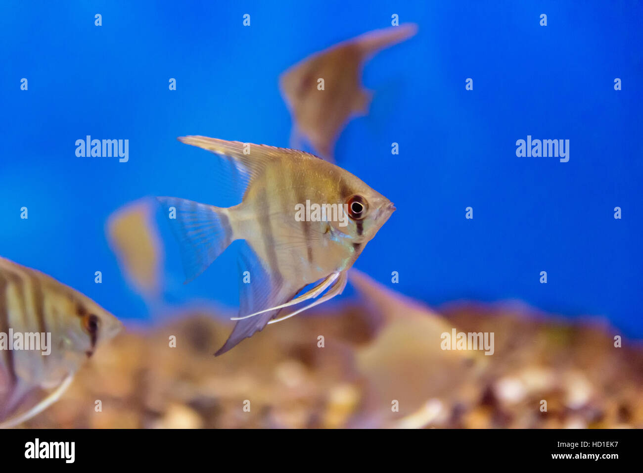 Photo d'eau douce tropicaux d'aquarium avec scalare Banque D'Images