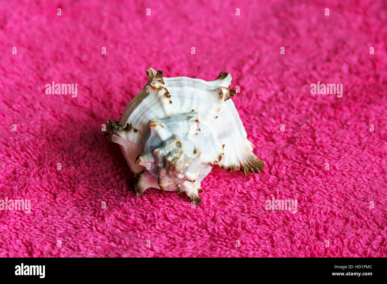 Photo de sea shell portant sur serviette magenta Banque D'Images