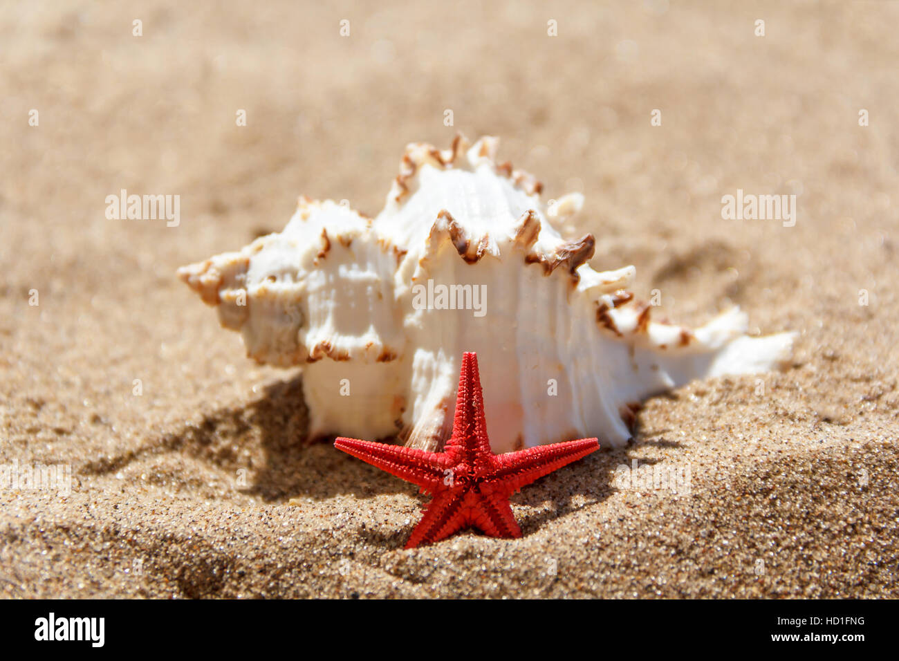 Étoile de mer et coquillages dans le sable sur la plage ensoleillée Banque D'Images