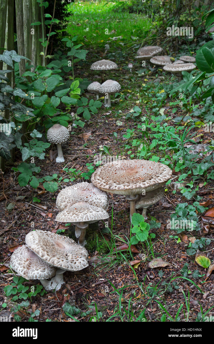 Parasol de champignons (Macrolepiota procera / Lepiota procera) à différents stades de croissance dans la forêt Banque D'Images