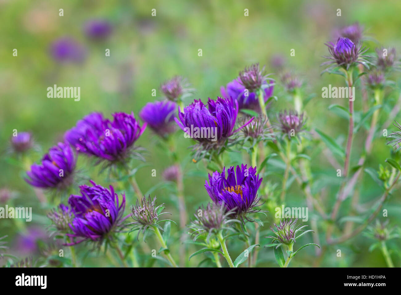 Aster de la Nouvelle Angleterre Marina Wolkonsky / Aster novae-angliae 'Marina Wolkonsky en fleurs dans le jardin Banque D'Images