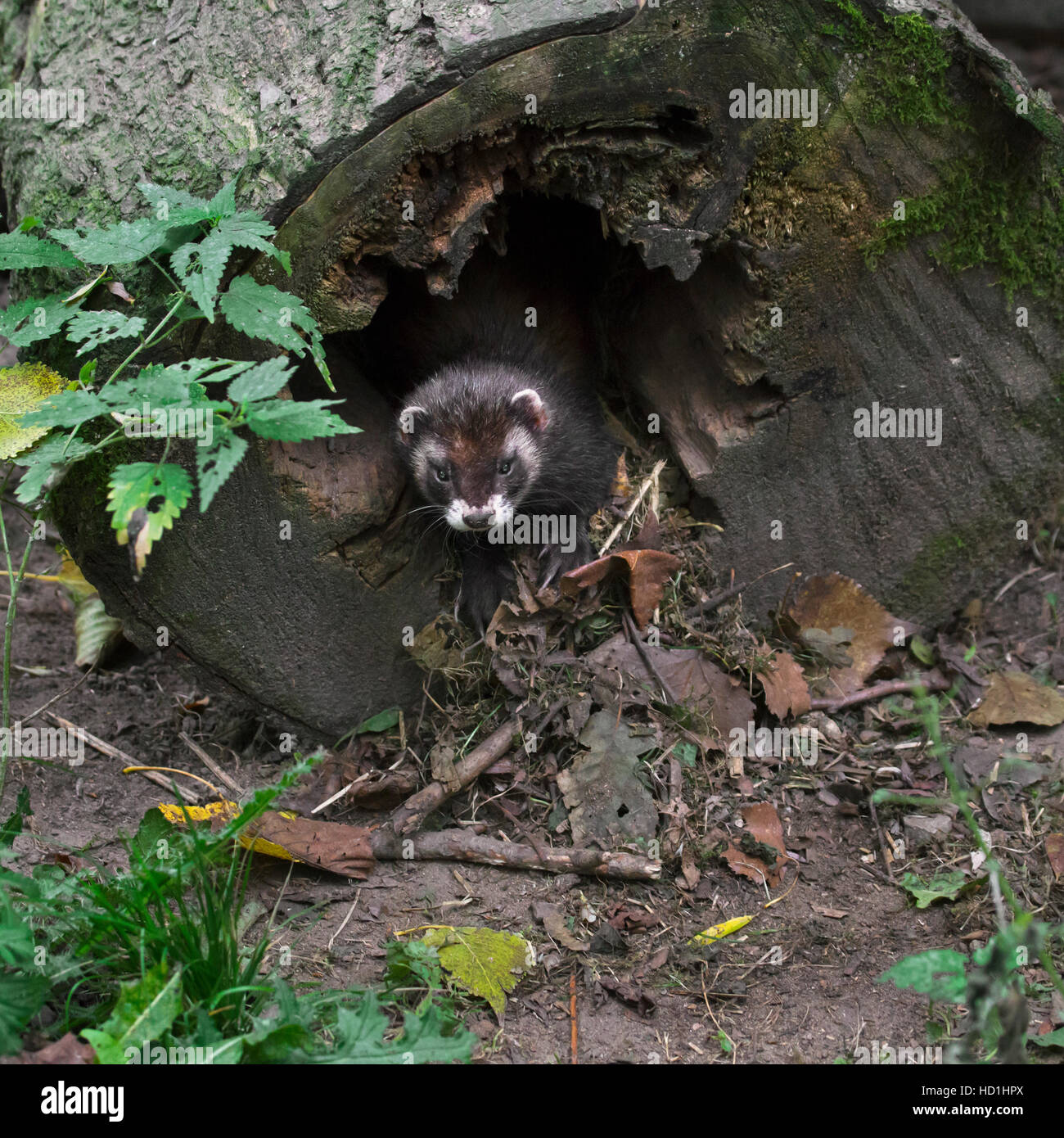 Le putois d'Europe (Mustela putorius) tirant dans une litière sèche comme de l'herbe et des feuilles mortes en nid, réalisés en tronc d'arbre creux dans la forêt Banque D'Images