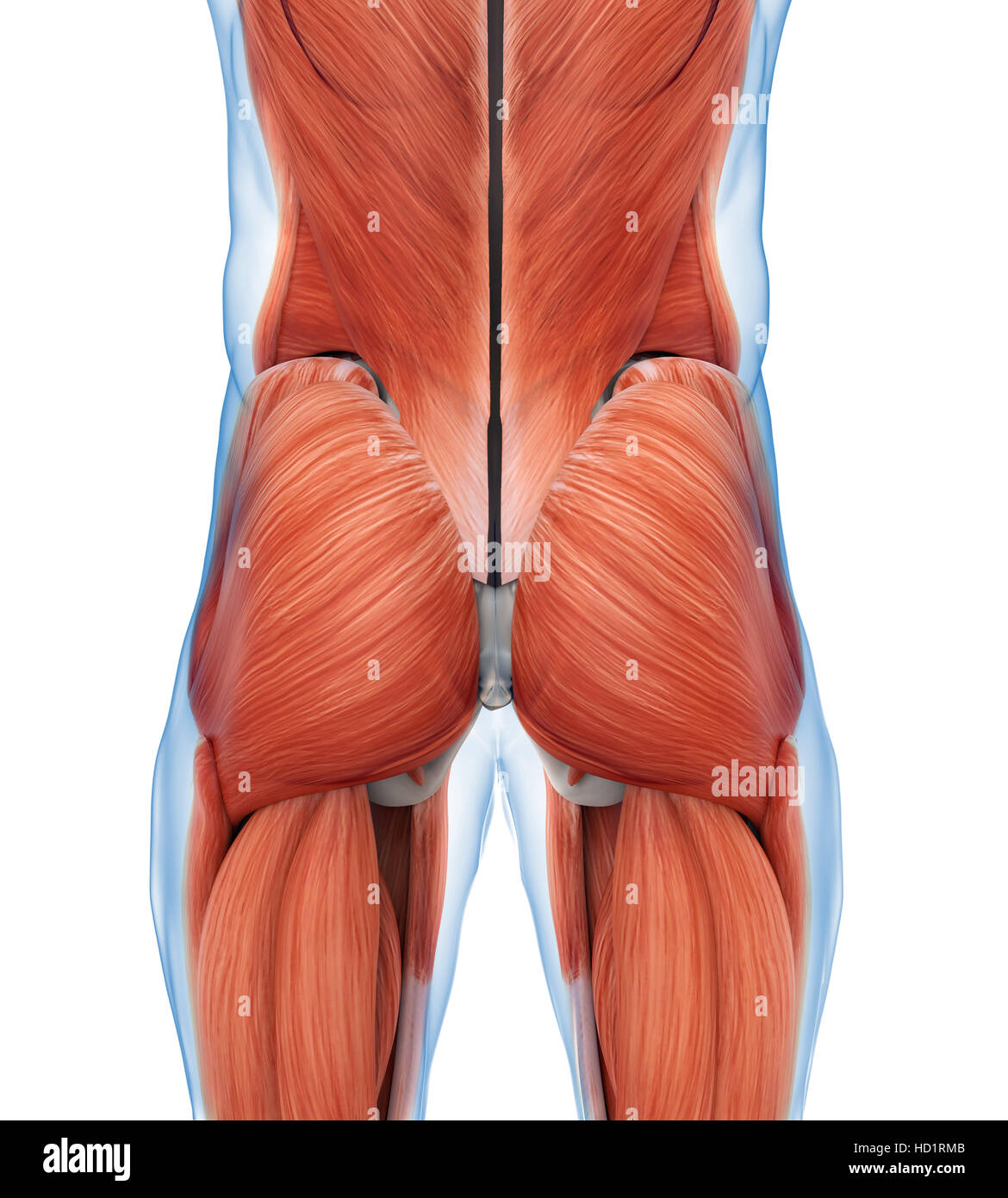 Anatomie des muscles fessiers Banque D'Images