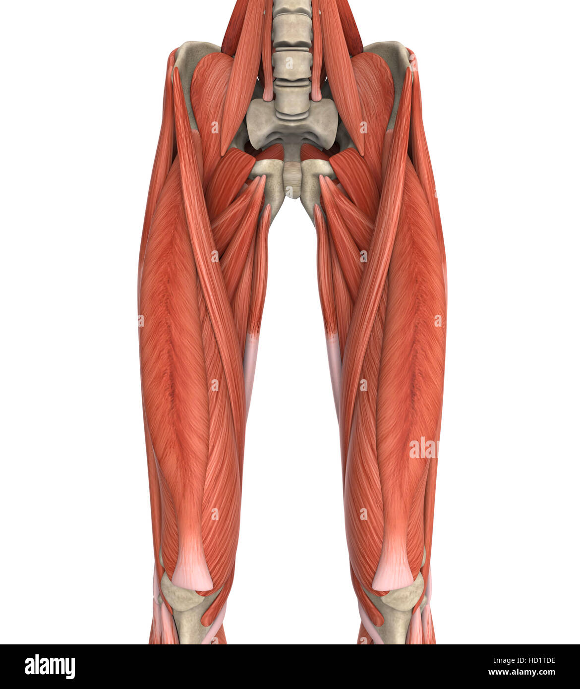 Anatomie des muscles des jambes supérieure Banque D'Images