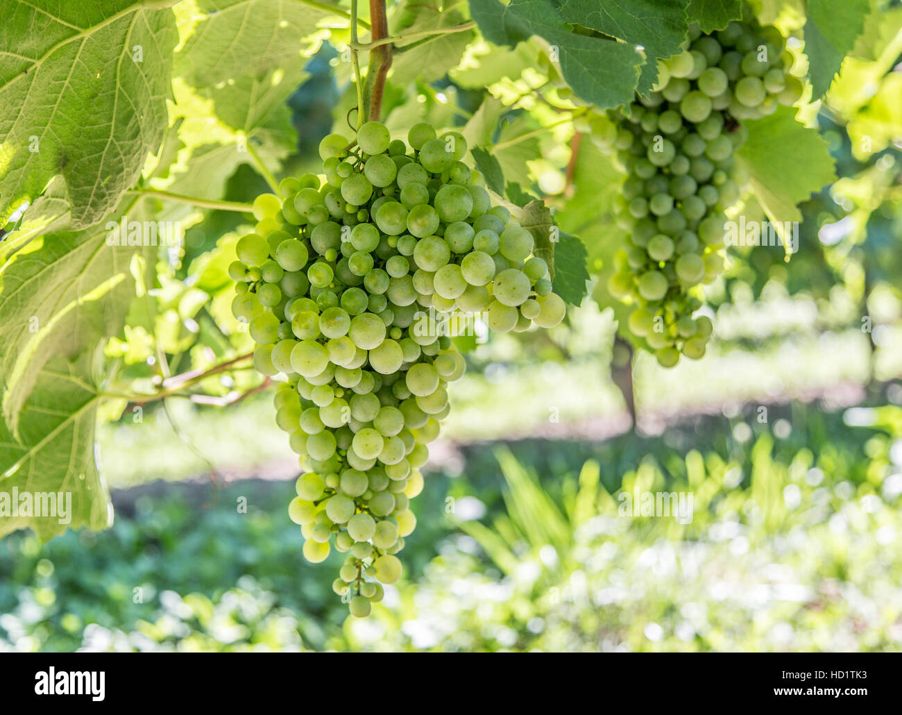 Les raisins sur la vigne. Vignoble ensoleillé sur l'arrière-plan. Banque D'Images