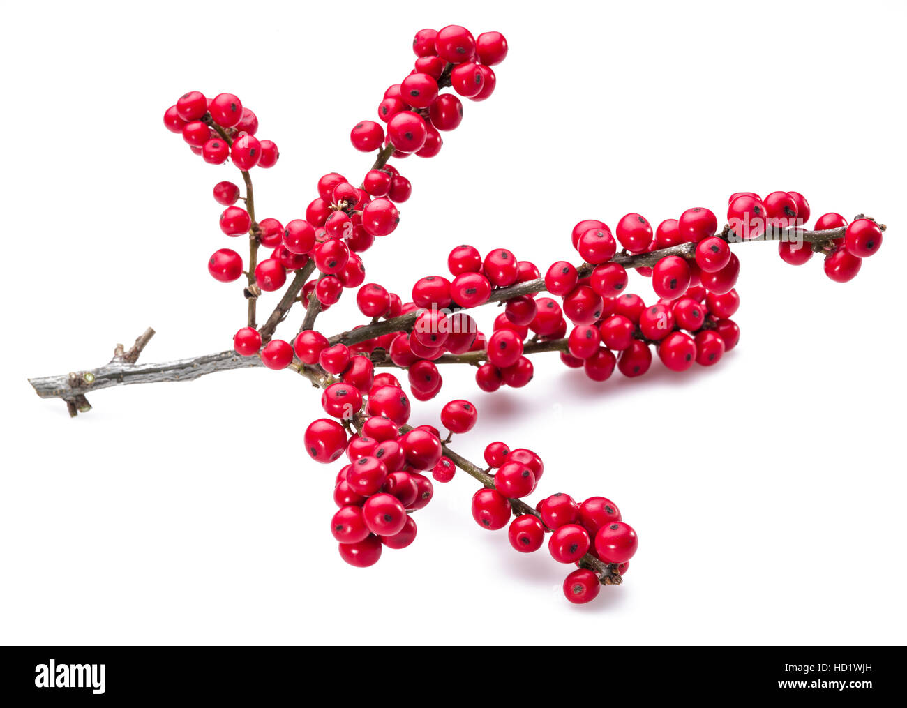 Le houx (Ilex) européen fruits et feuilles sur un fond blanc. Banque D'Images