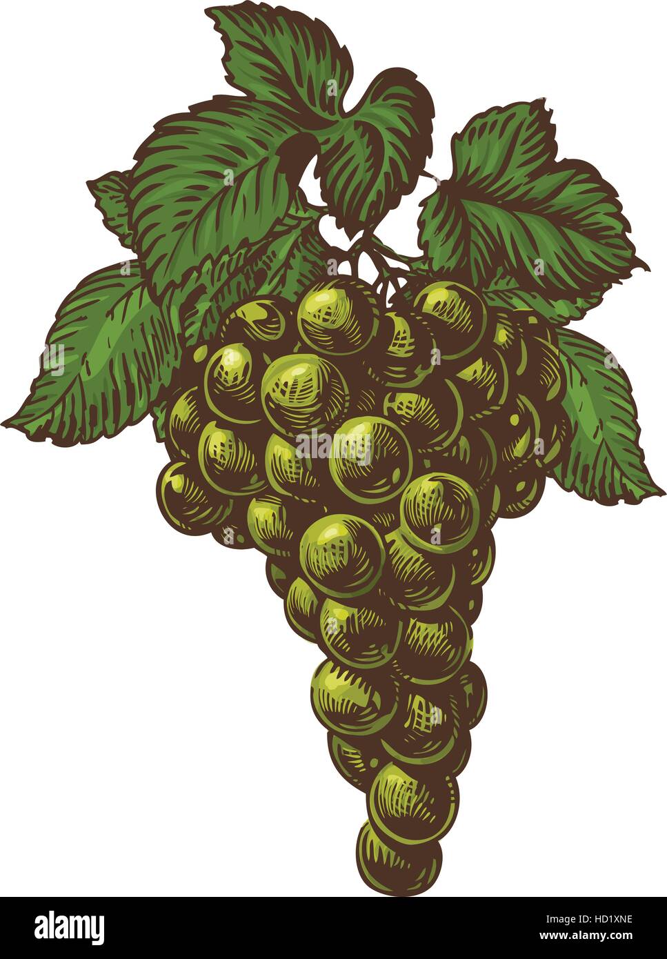 Bouquet de raisin vert de feuilles de vigne. Grape Cluster. L'alimentation naturelle, dessert Illustration de Vecteur
