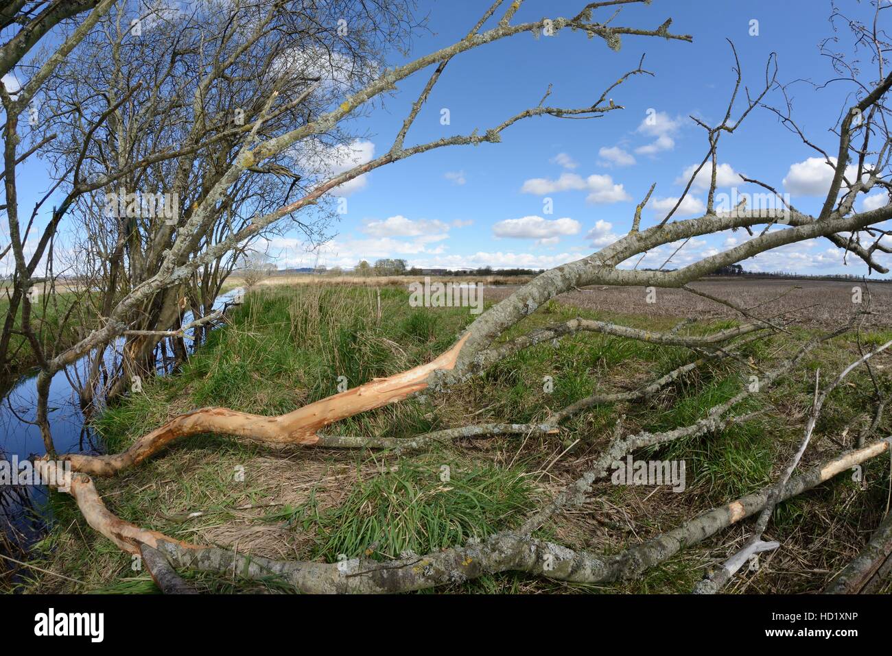 Saule (Salix sp.) abattus et rongé par le castor d'Eurasie (Castor fiber) déposant au travers d'un fossé de drainage, Tayside, en Écosse. Banque D'Images