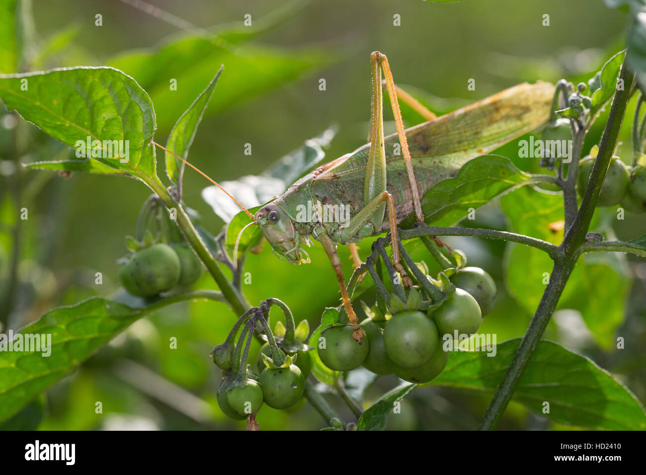 Heupferd Grünes, Männchen, grosses Grünes Heupferd Heupferd, grosses, Grüne Laubheuschrecke, Tettigonia viridissima, Great Green Bush-Cricket, Green Bus Banque D'Images