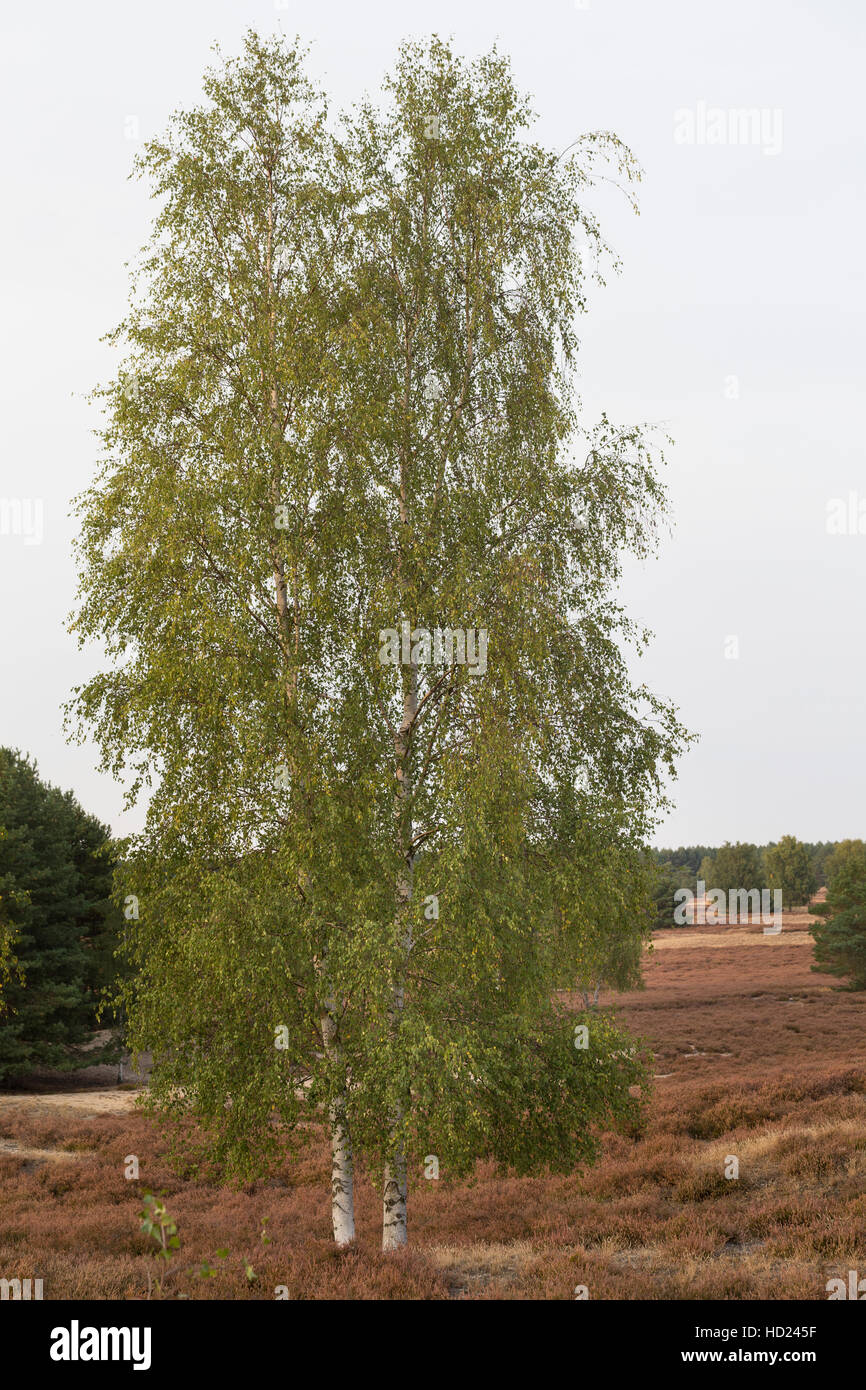 Hänge-Birke, Sand-Birke Hängebirke, Birke,, Betula pendula, bouleau blanc, bouleau blanc Banque D'Images
