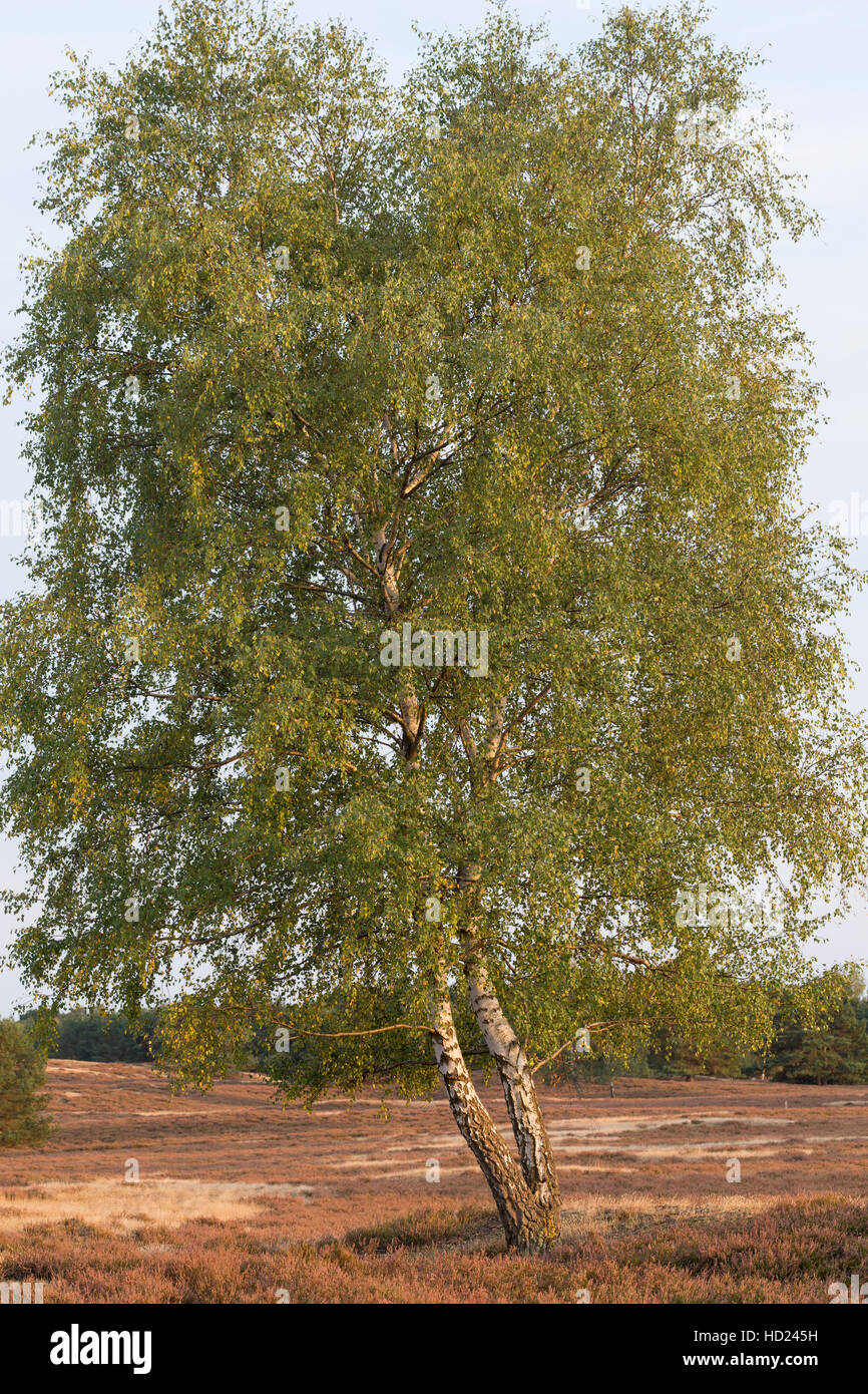 Hänge-Birke, Sand-Birke Hängebirke, Birke,, Betula pendula, bouleau blanc, bouleau blanc Banque D'Images
