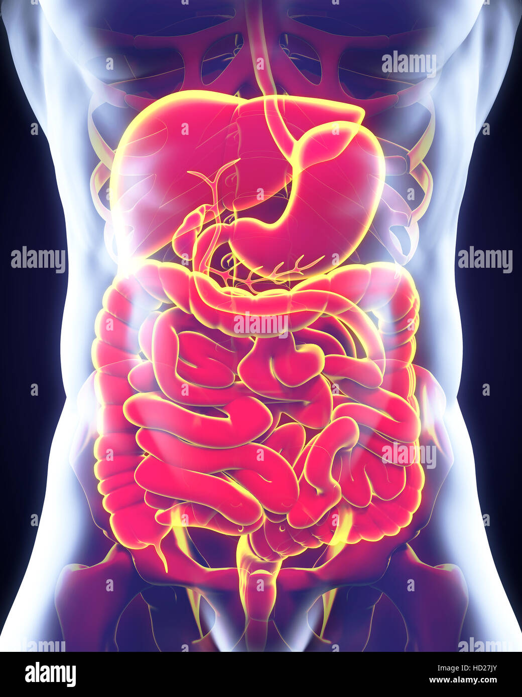 Système digestif humain Banque D'Images