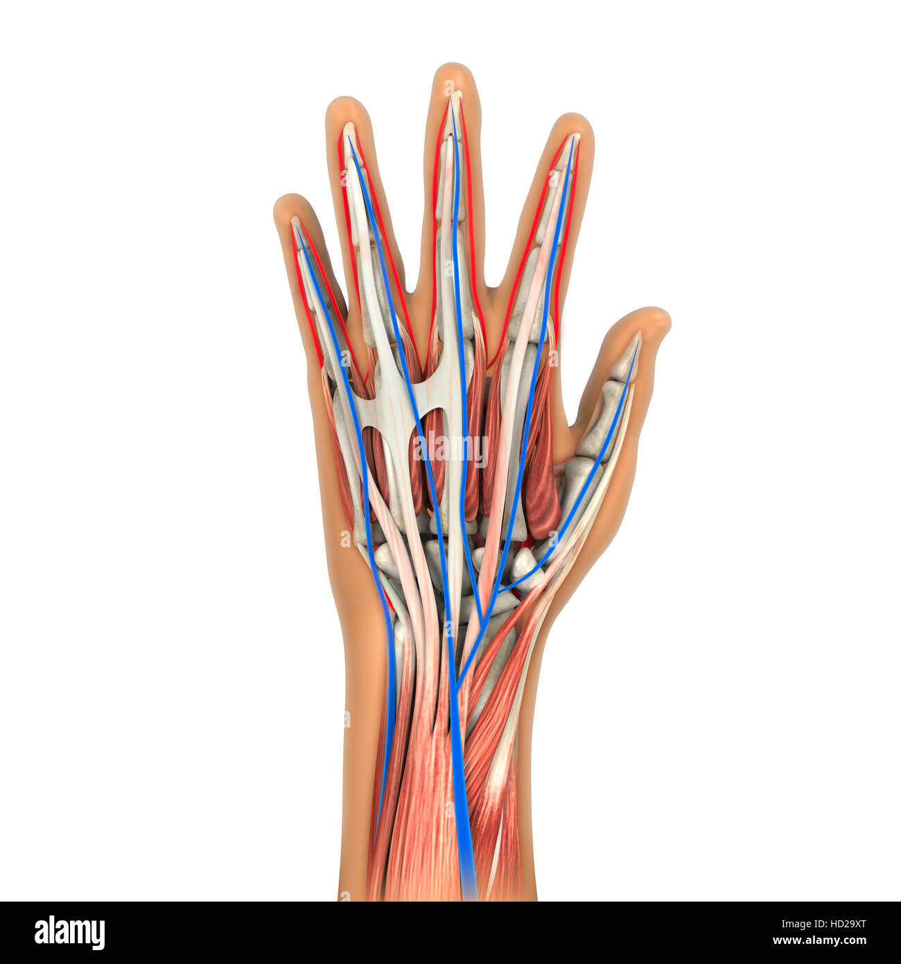 La main de l'anatomie Banque D'Images