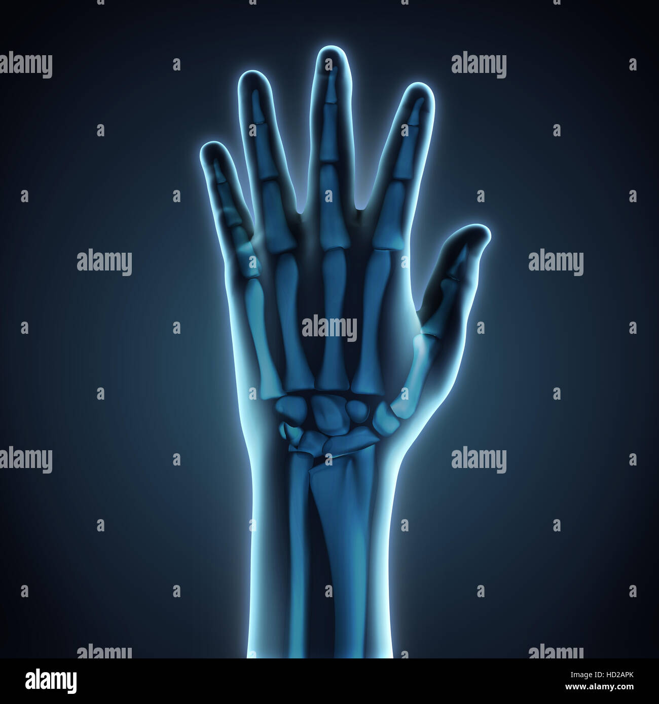 La main de l'anatomie Banque D'Images
