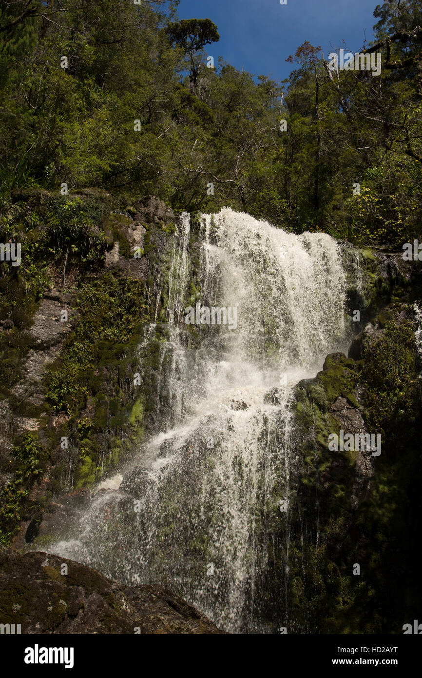 La charmante promenade du ruisseau traverse des cascades impressionnantes déboulant dans la Gorge de Ngakawau sur l'île Sud de la Nouvelle-Zélande.. Banque D'Images