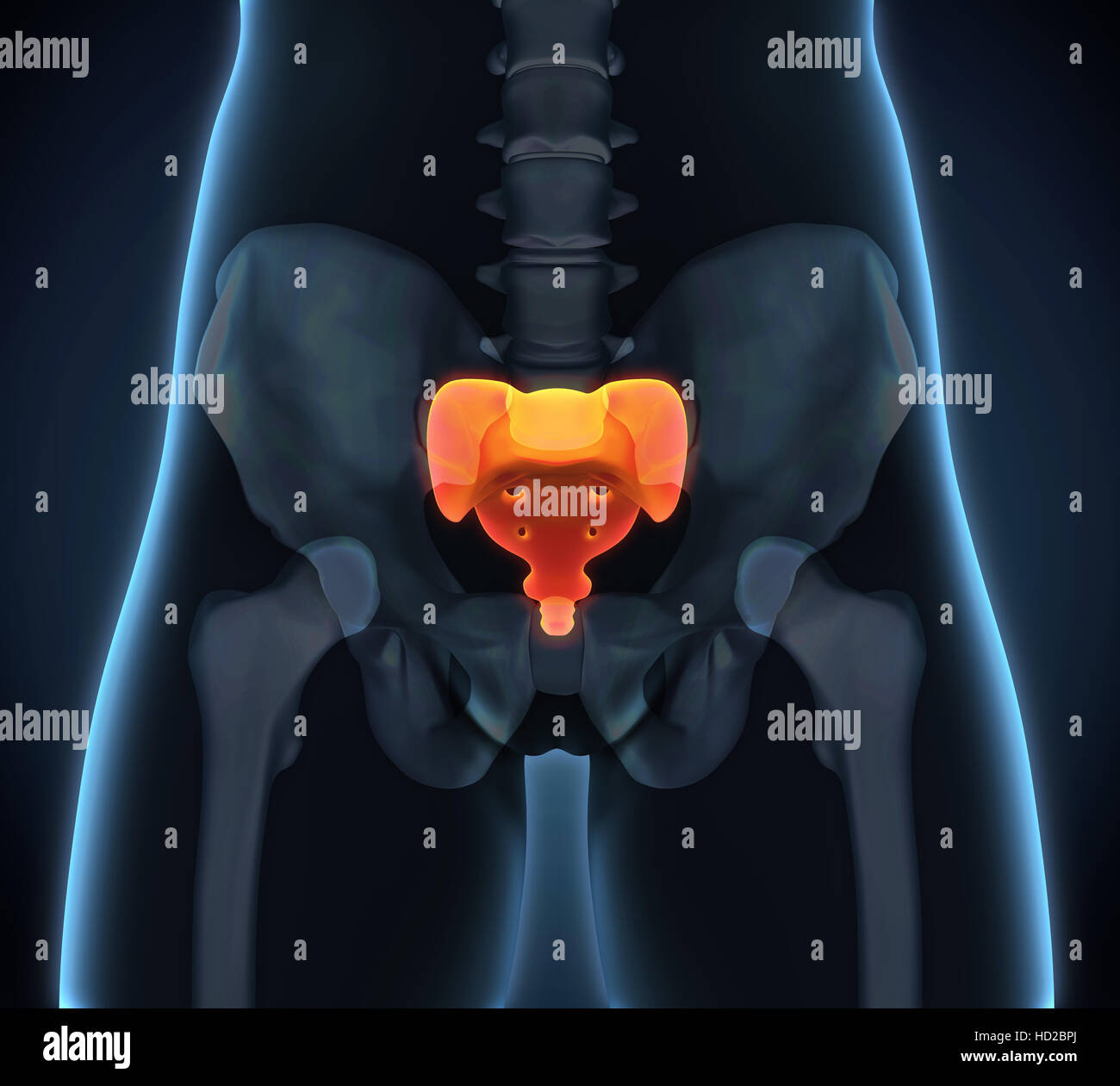 Anatomie de l'Os Sacrum Banque D'Images