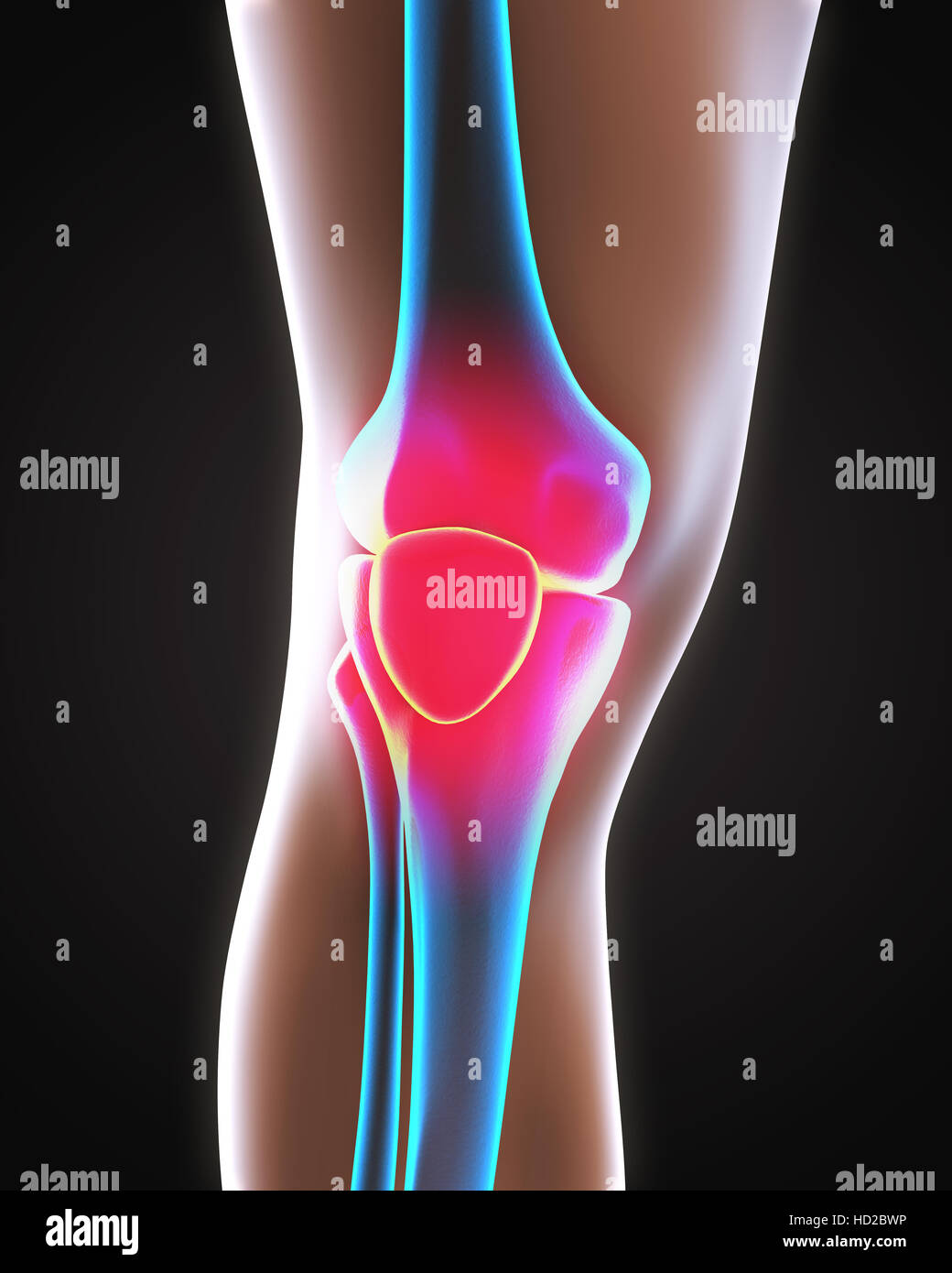 Anatomie du genou humain Banque D'Images