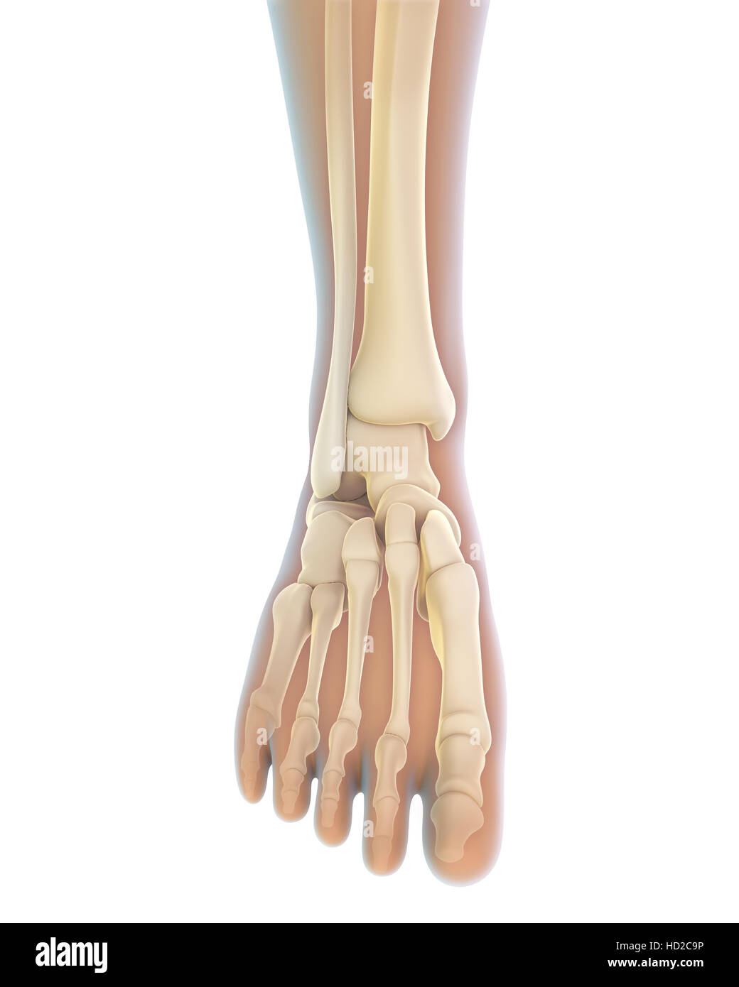 Anatomie du pied humain Banque D'Images