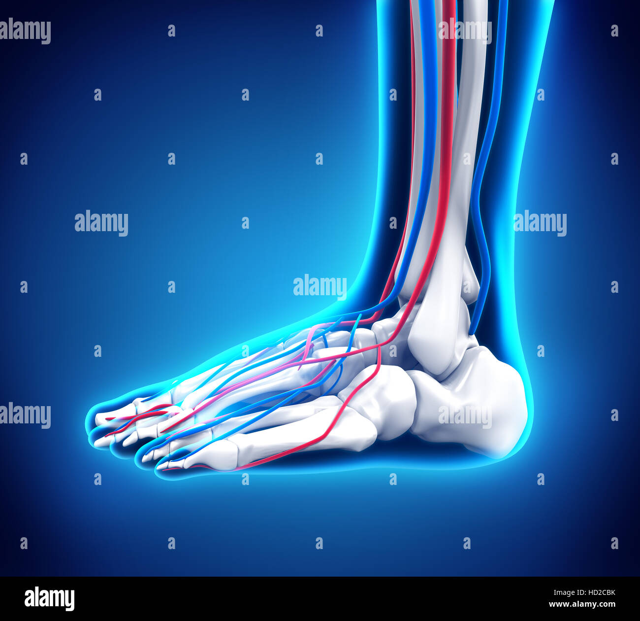 Anatomie du pied humain Banque D'Images