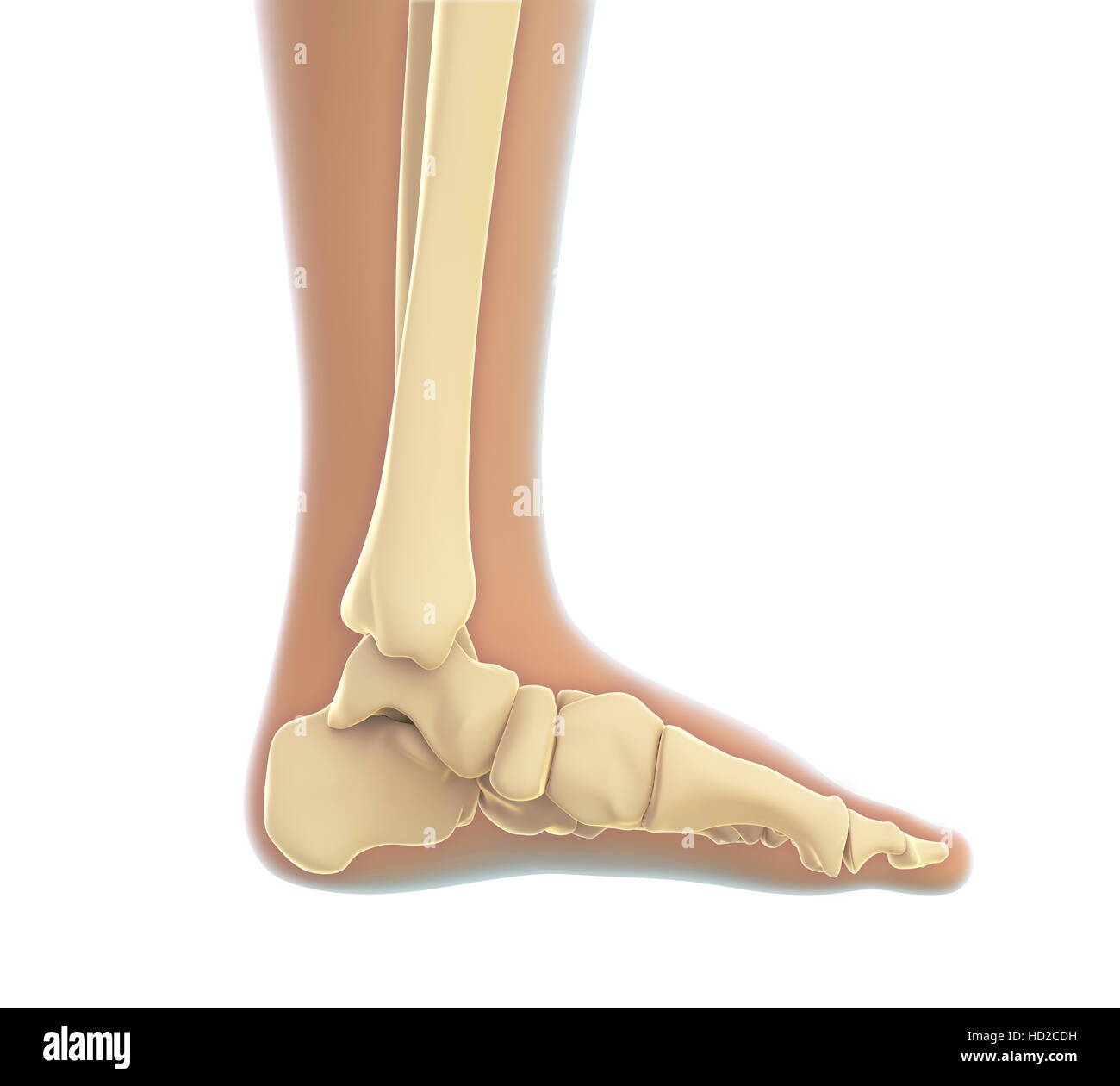 Anatomie du pied humain Banque D'Images