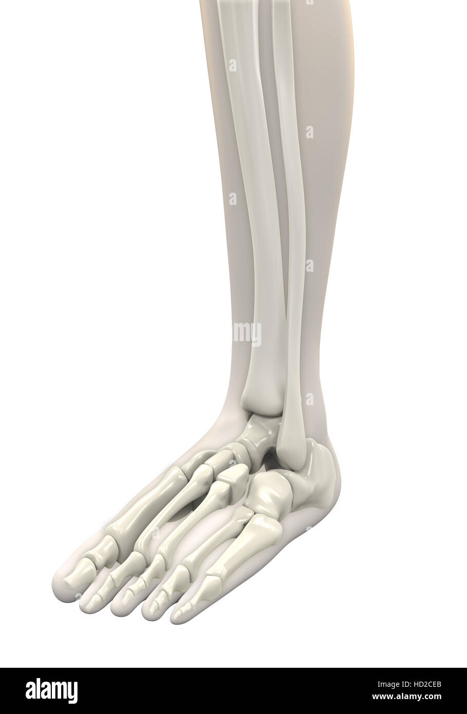 Anatomie du pied humain Banque D'Images