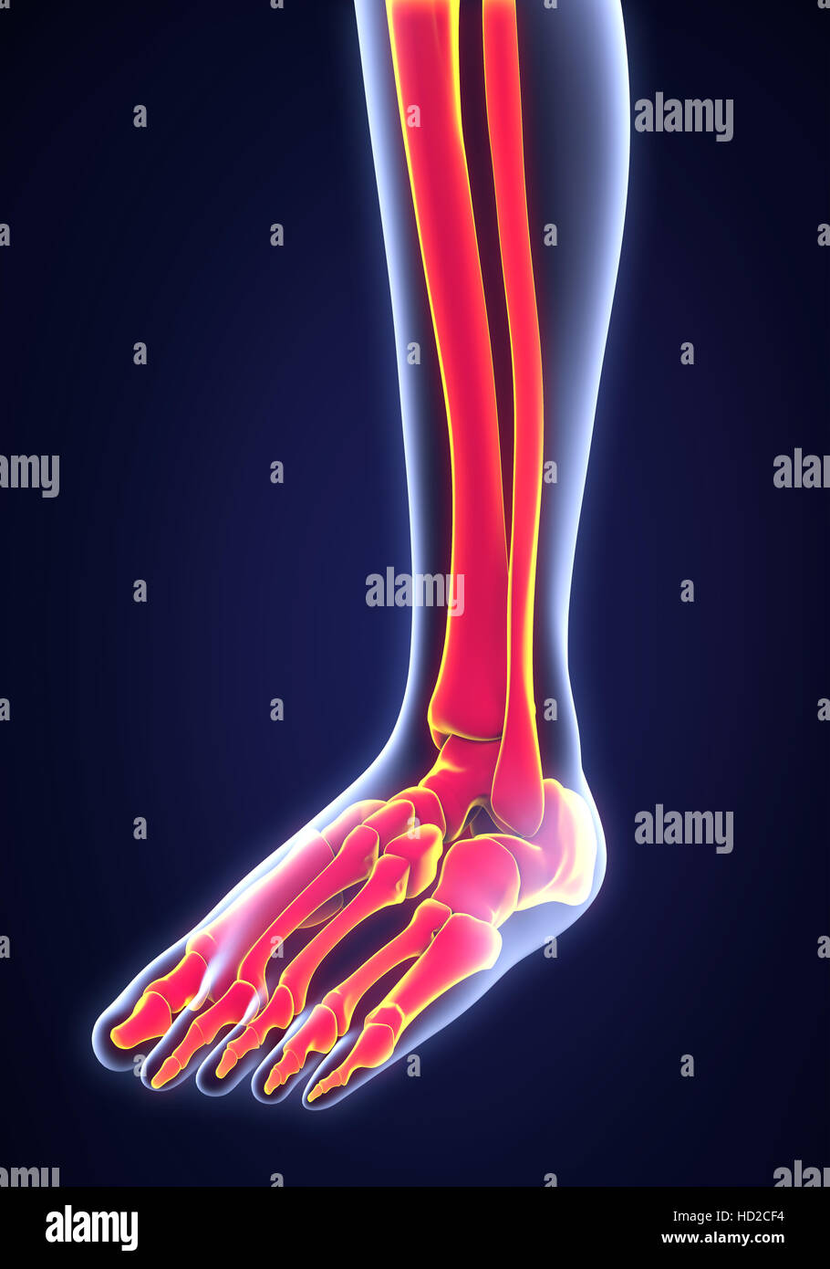 Anatomie du pied humain Banque D'Images