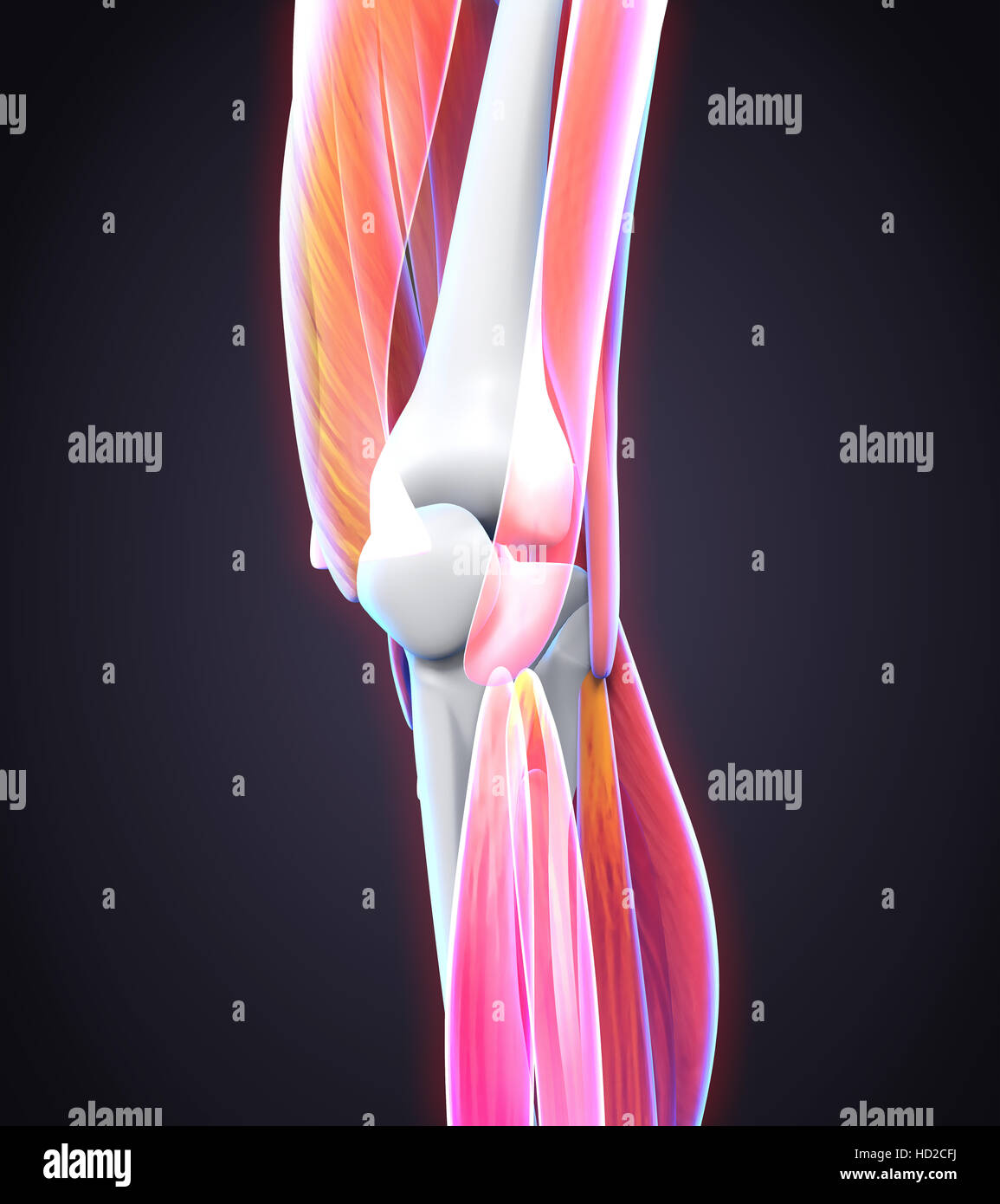 Anatomie du genou humain Banque D'Images