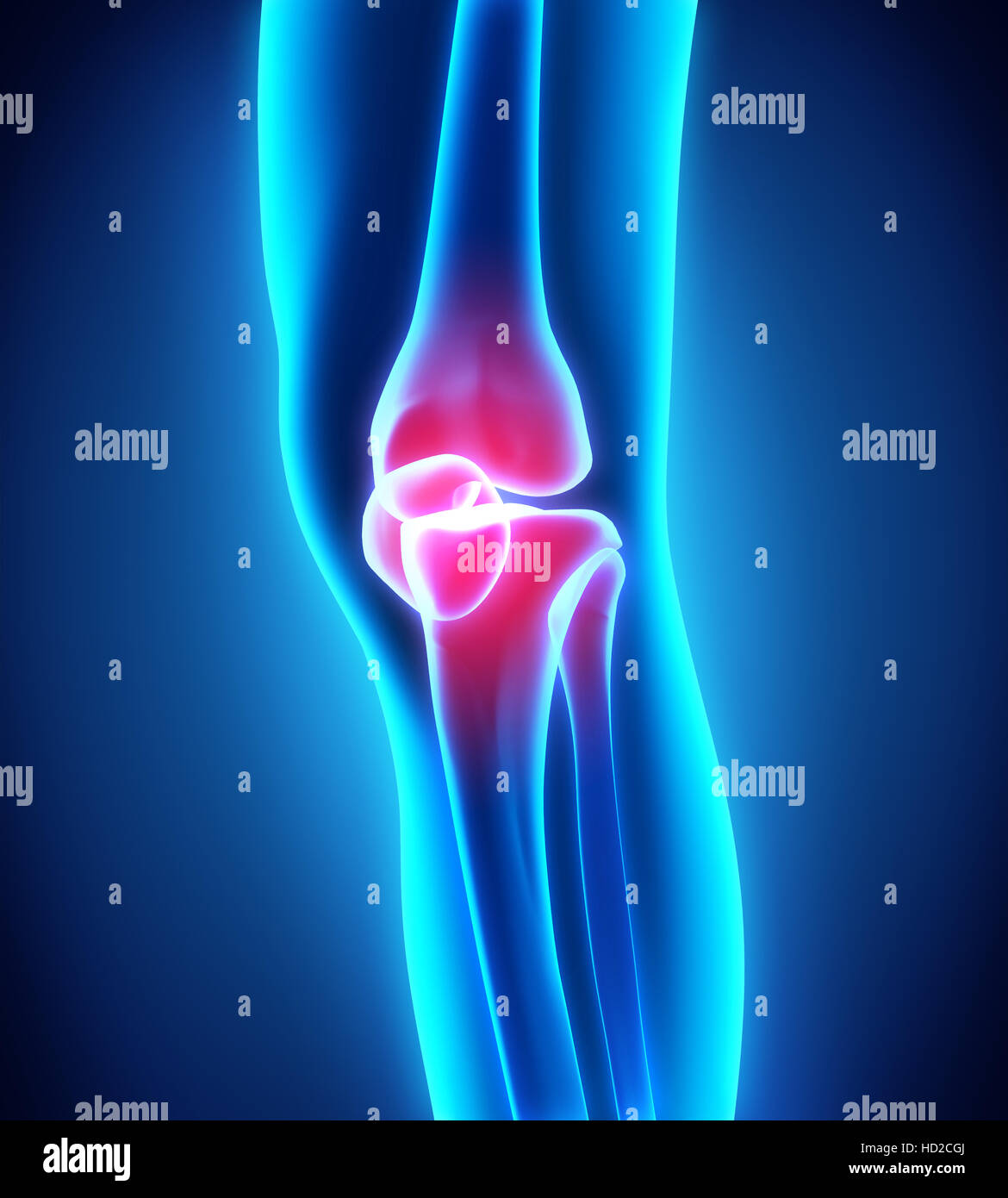 Anatomie du genou humain Banque D'Images