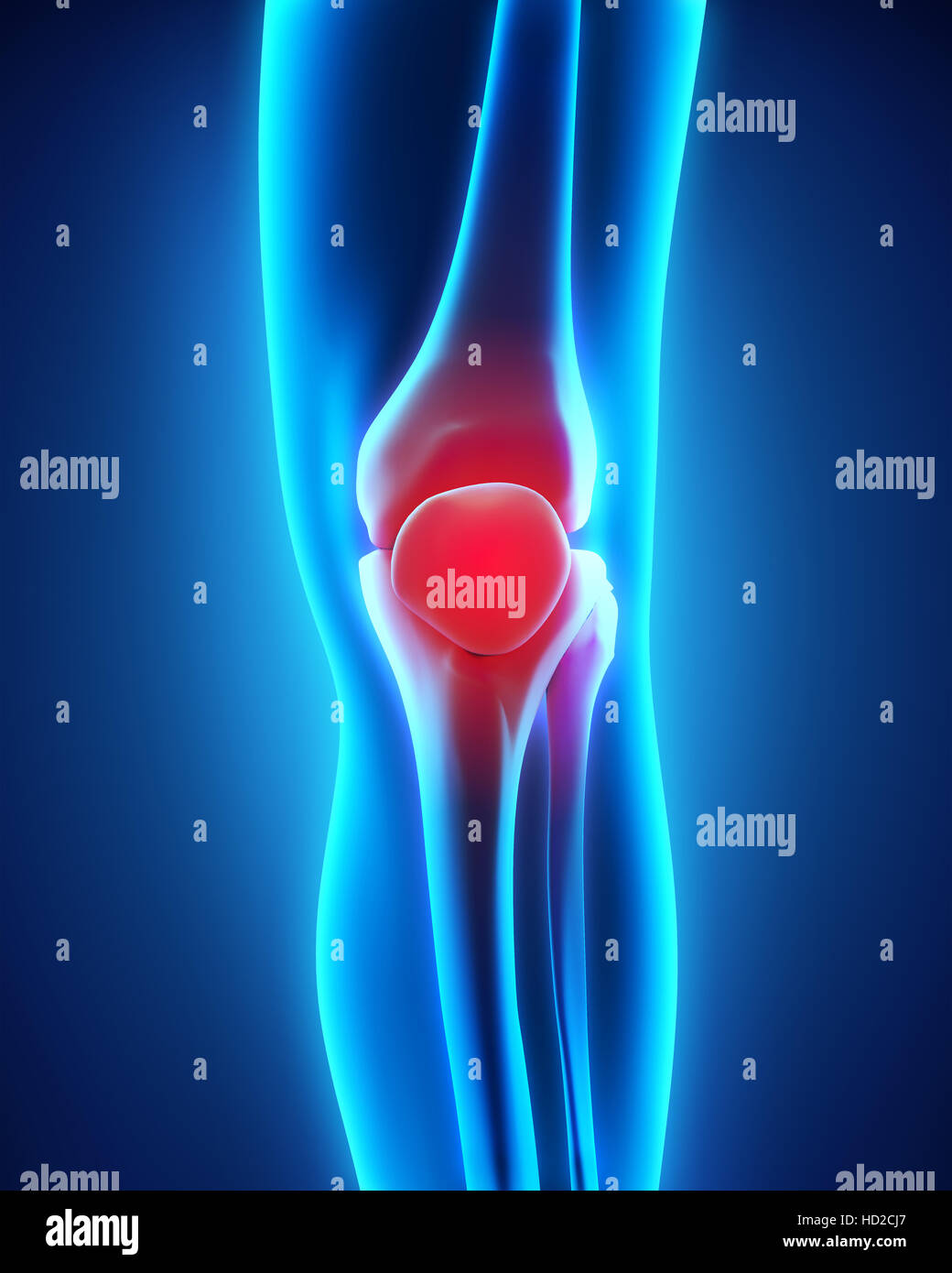 Anatomie du genou humain Banque D'Images