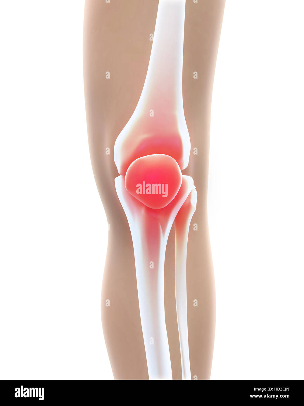 Anatomie du genou humain Banque D'Images