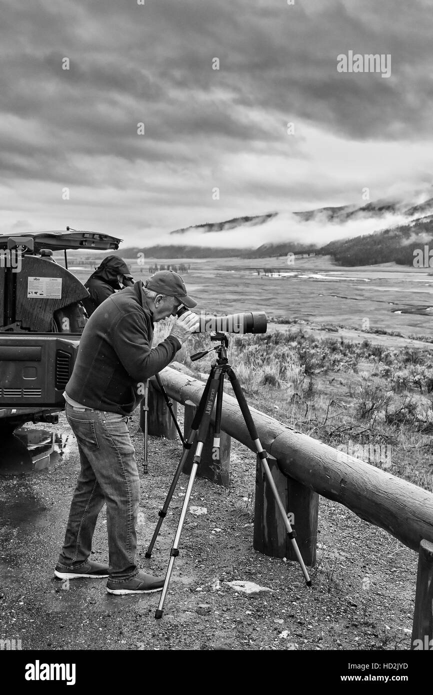 Le Parc National de Yellowstone, Wyoming, USA - Le 29 octobre 2016 Faune : watcher l'observation d'un troupeau de loups sur un jour de pluie froide. Banque D'Images