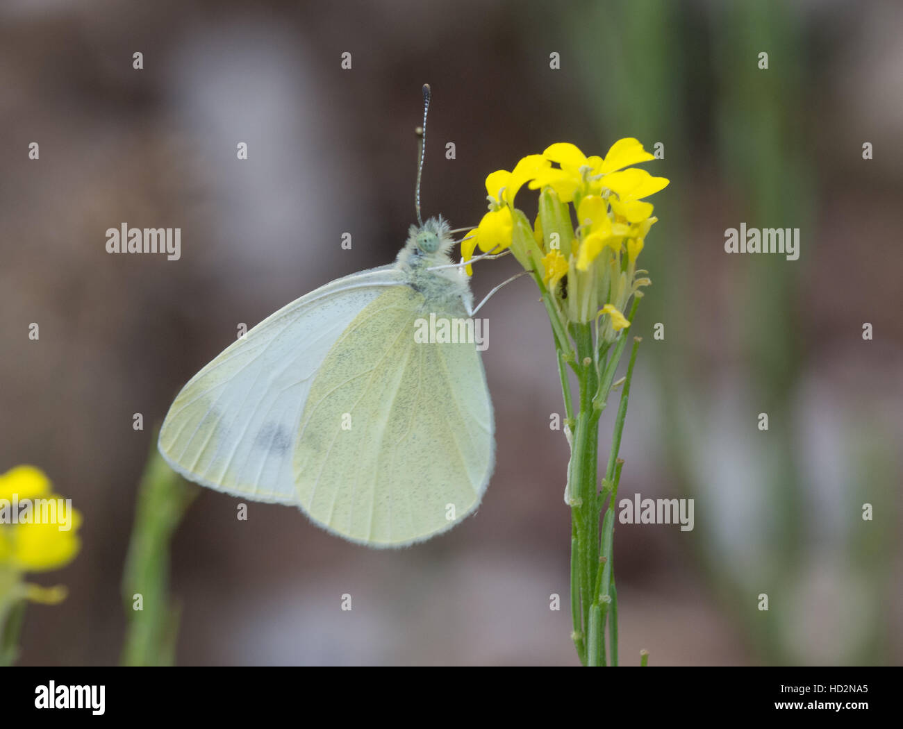 Petite montagne papillon blanc (Pieris ergane) sur fleur jaune en Grèce Banque D'Images