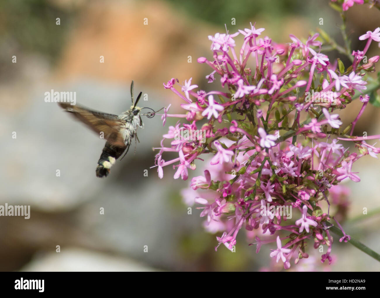 Vaste bordée bee hawk-moth (Hemaris fuciformis) sur la valériane en Grèce Banque D'Images