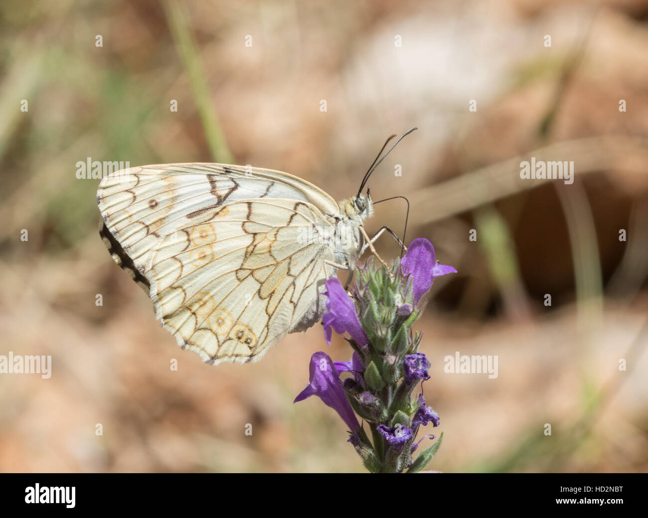 Balkan marbled white butterfly (Melanargia larissa en Grèce) Banque D'Images