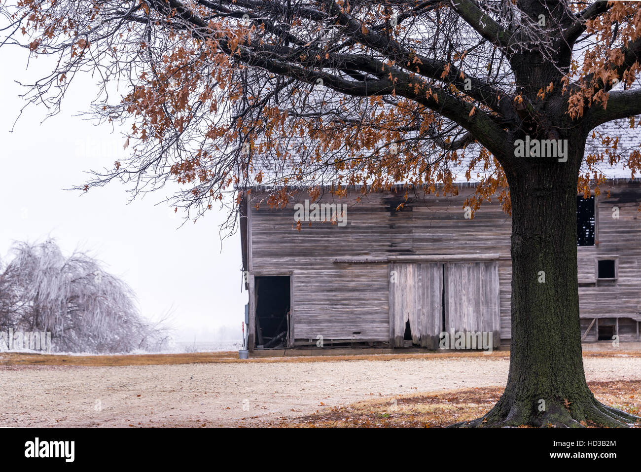 Grange et arbre de chêne recouvert de glace après une tempête près de Burrton, Kansas Banque D'Images
