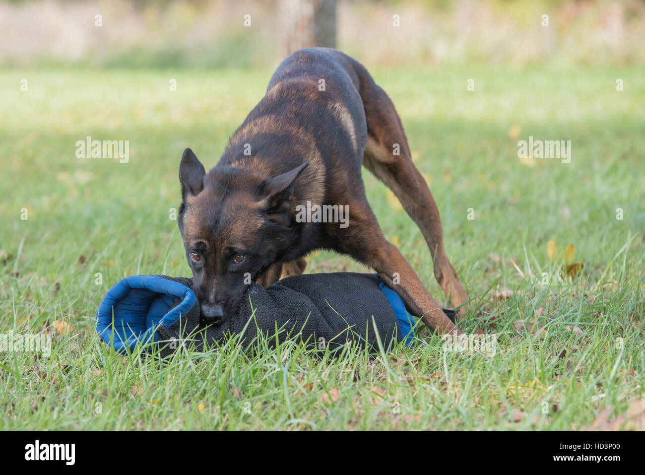 Chien Malinois belge Banque D'Images