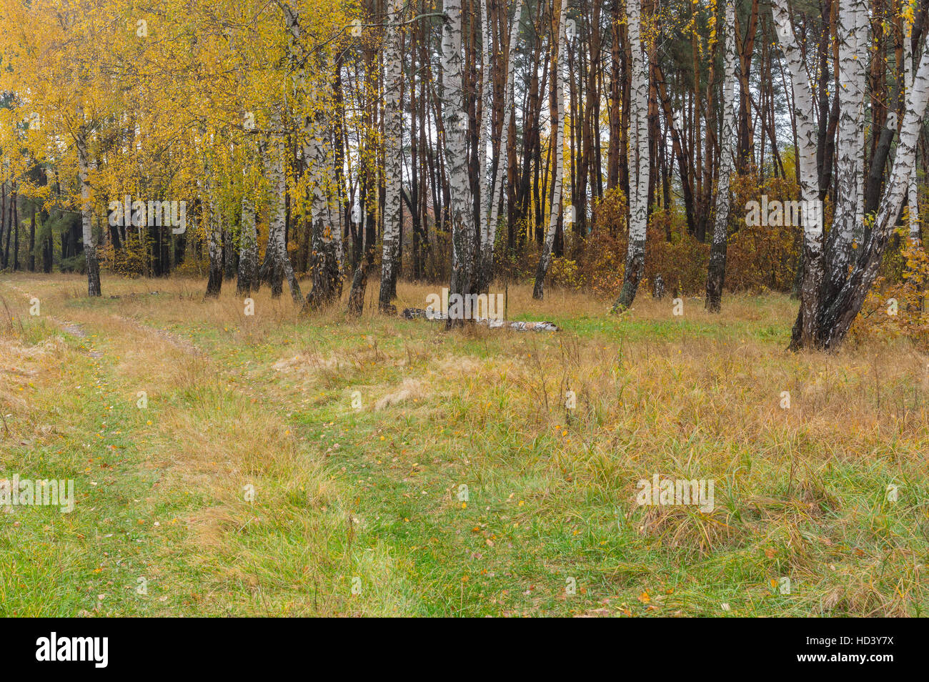 Paysage d'automne avec la terre chemin de Birch Grove en Ukraine Banque D'Images