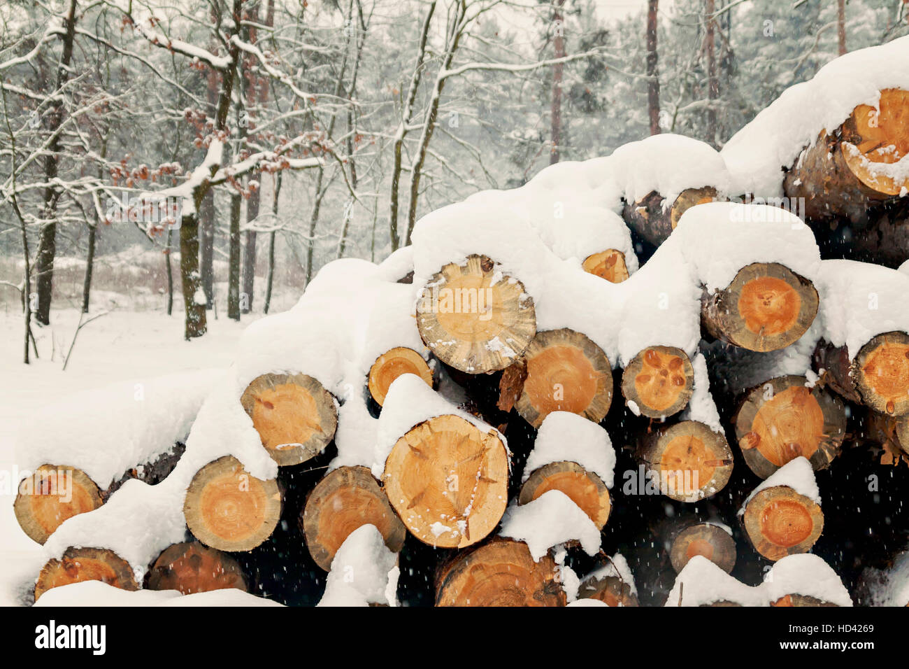 Logs stacked sous la neige dans la forêt. Banque D'Images