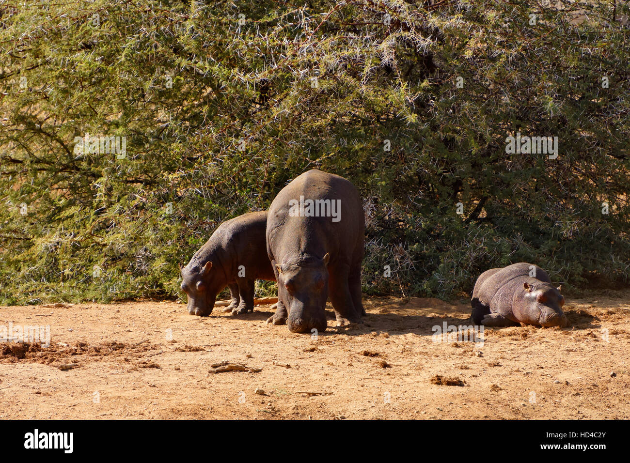 Hippopotame (Hippopotamus amphibius) dans Erindi Private Game Reserve en Namibie Banque D'Images