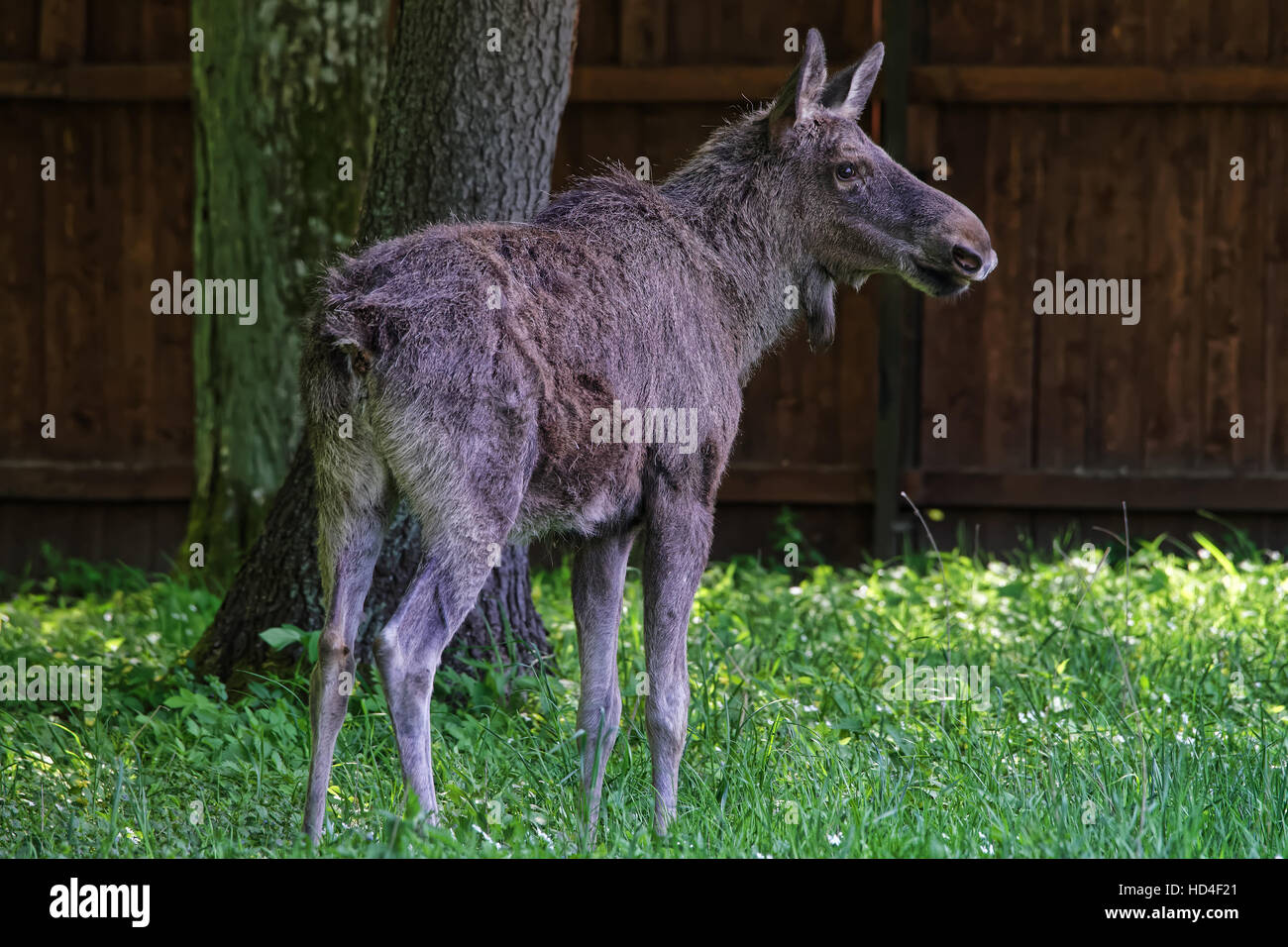 Wapiti dans Parc national de Bialowieza en tant que partie de Belovezhskaya Pushcha Parc National en Pologne. Banque D'Images