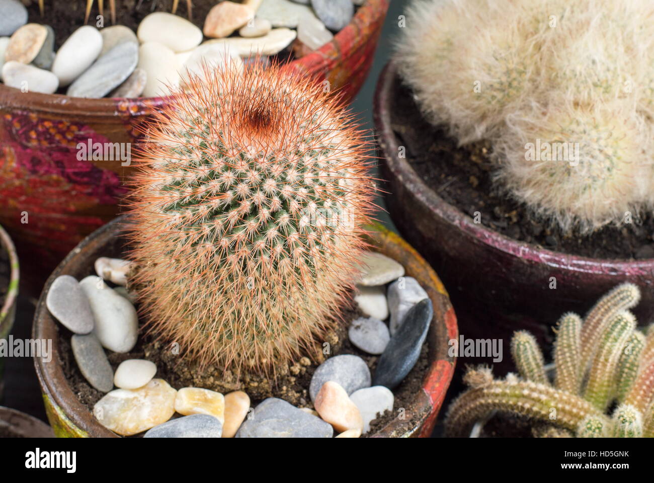 Divers cactus en pot collection fait maison Banque D'Images