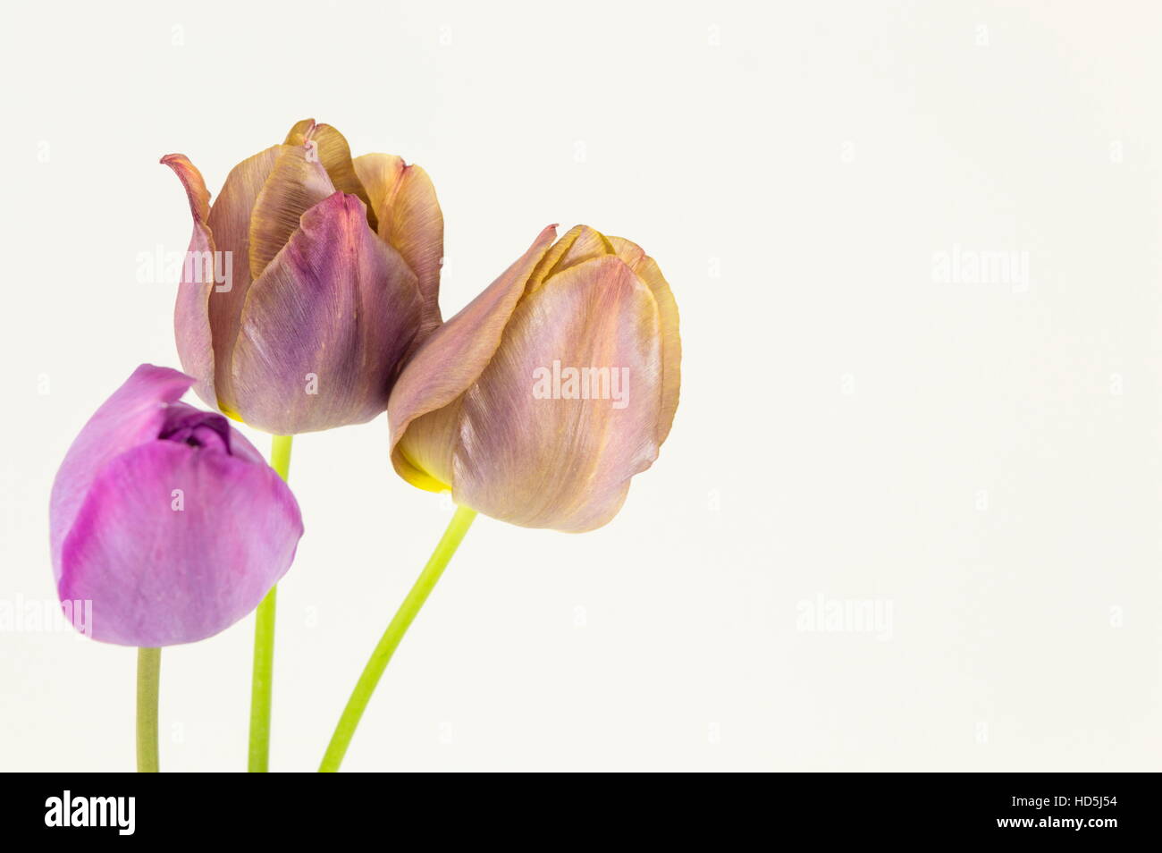 Tulipes violet sur fond textile blanc Banque D'Images