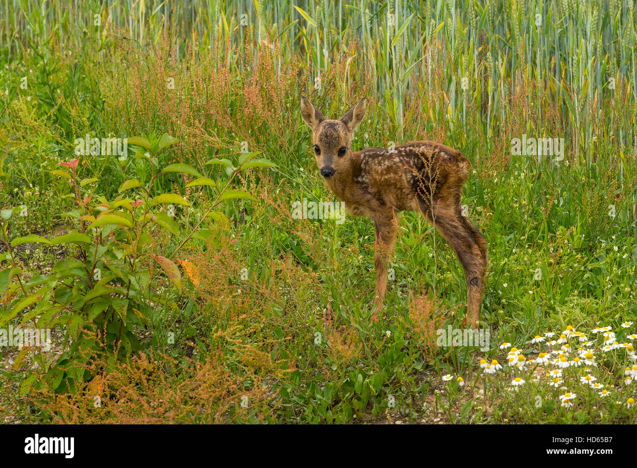 L'ouest européen ou le chevreuil (Capreolus capreolus), fauve, Styrie, Autriche Banque D'Images