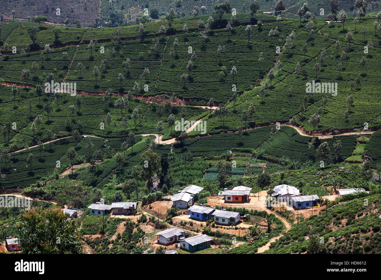 Les usines de thé (Camellia sinensis), la culture des hautes terres, Haputale, Province du Centre, au Sri Lanka Banque D'Images