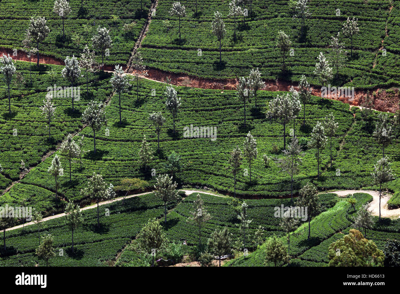 Les usines de thé (Camellia sinensis), la culture des hautes terres, Haputale, Province du Centre, au Sri Lanka Banque D'Images