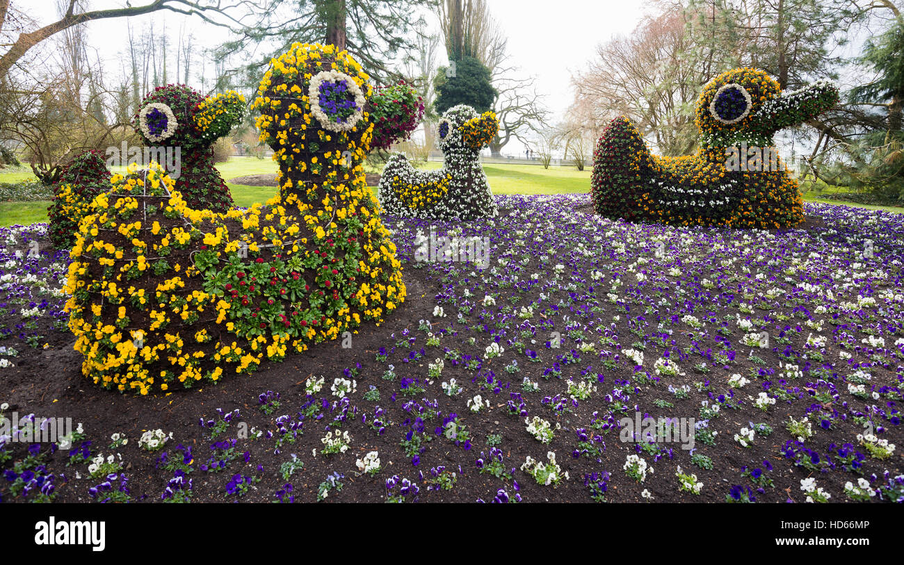 La floraison de fleurs disposés comme des canards, printemps, île de Mainau, l'île aux fleurs, de Constance, le lac de Constance, Bade-Wurtemberg Banque D'Images