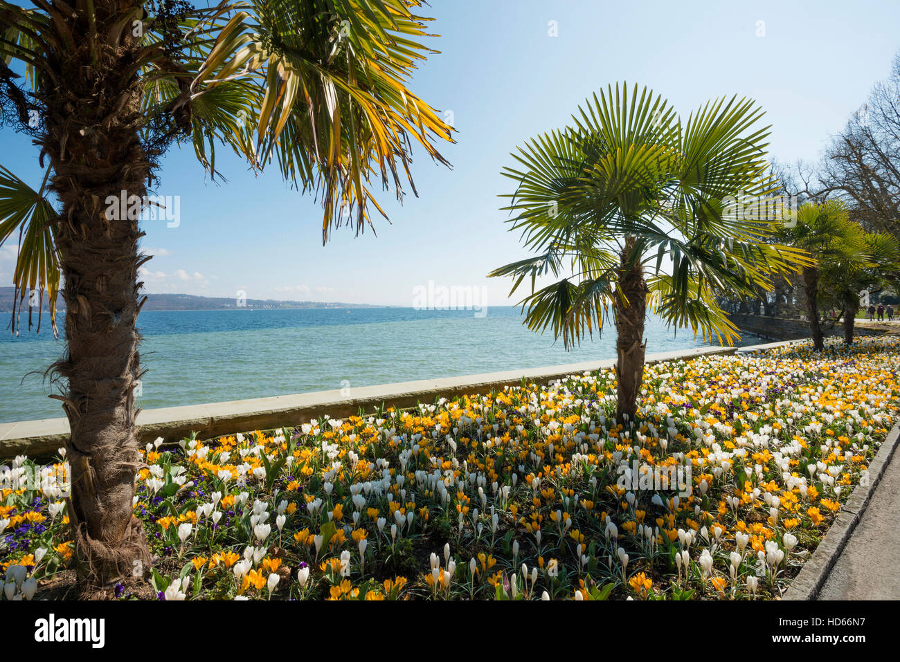 Les crocus en fleurs en parterre avec palmiers, printemps, île de Mainau, l'île aux fleurs, de Constance, le lac de Constance Banque D'Images