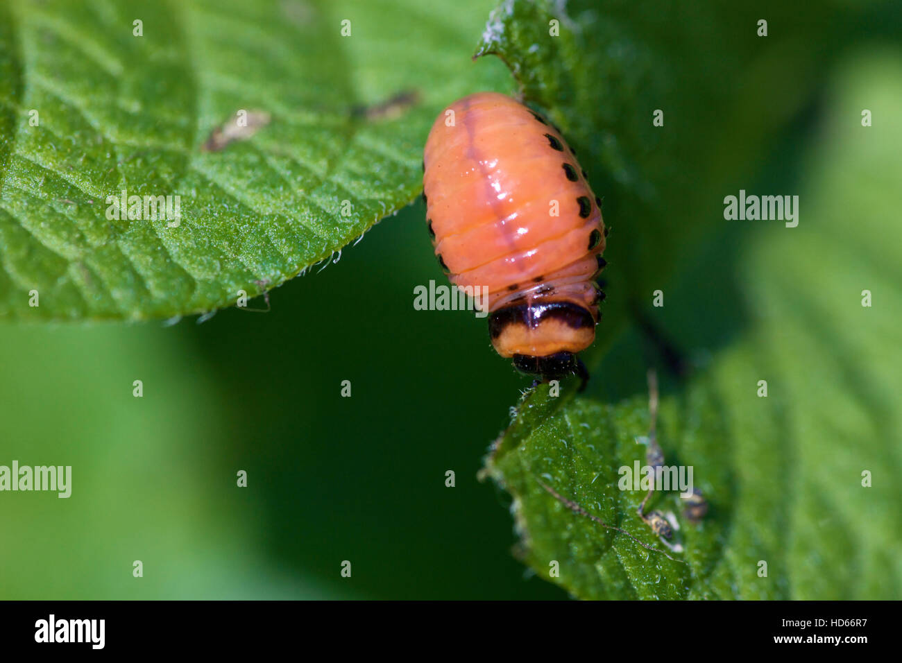 Doryphore de la pomme de terre (Leptinotarsa decemlineata), grub ou larve Banque D'Images