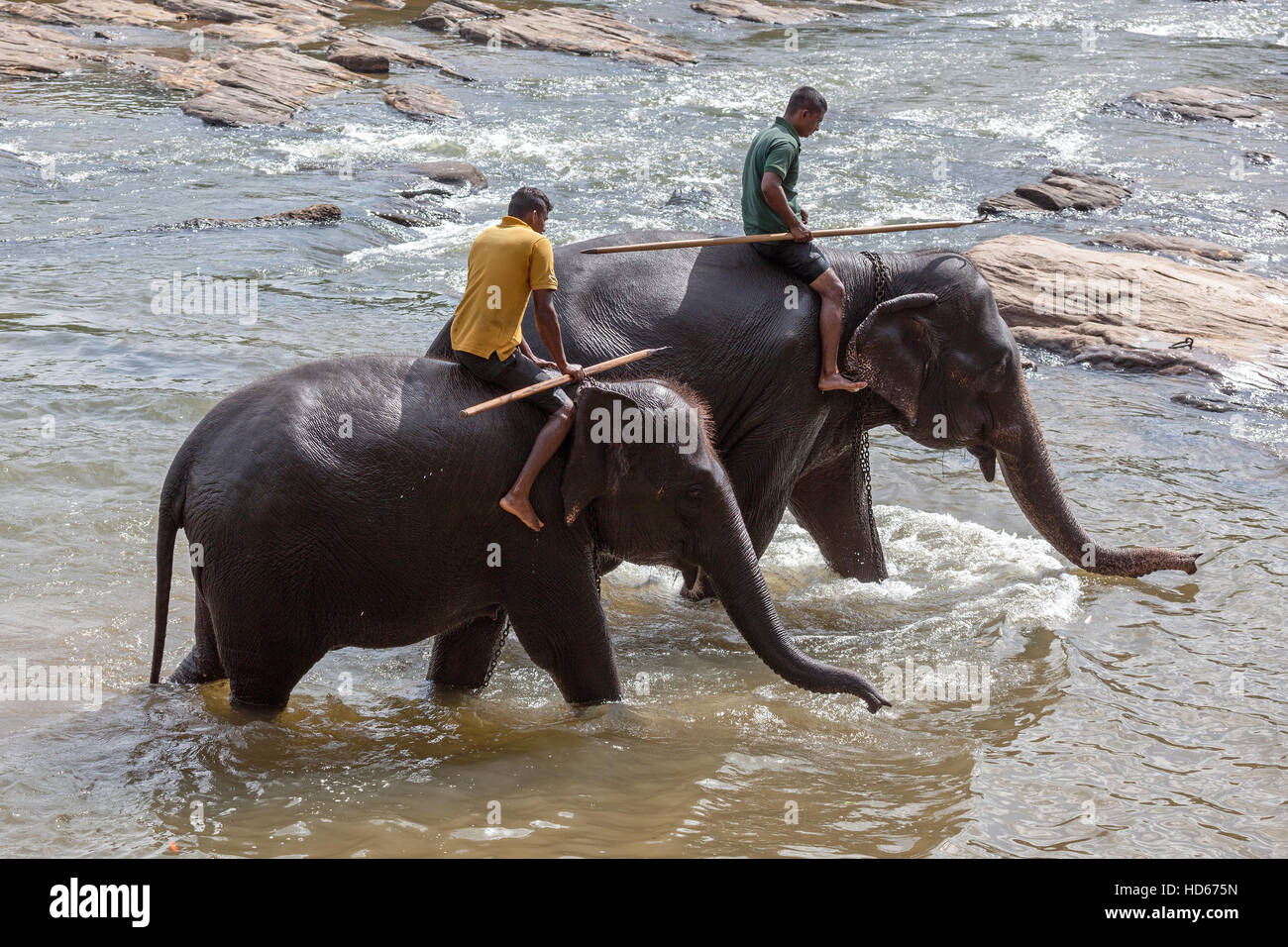 Ride cornacs éléphants d'Asie (Elephas maximus), Maha Oya River, orphelinat Pinnawala Elephant, Province, Sri Lanka Banque D'Images